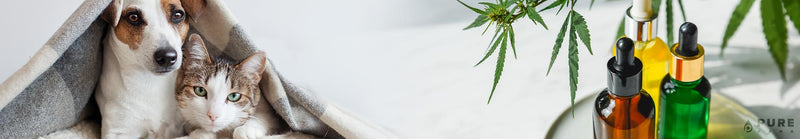 CBD for Pets: All You Need to Know