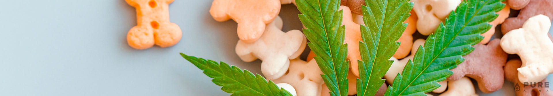 How Does CBD Work for Dogs?